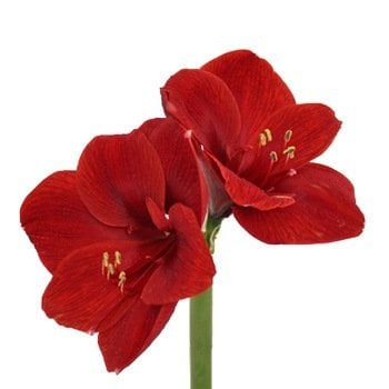 winter wedding flowers