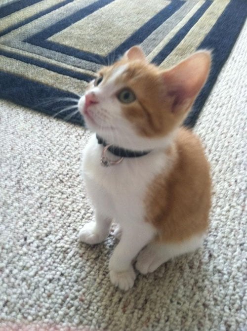 Your Cat