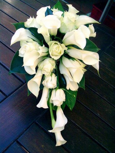 calla lily
