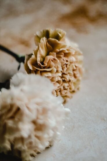 carnation flowers