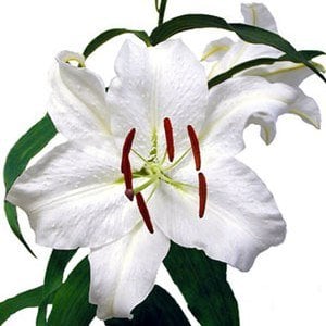 summer wedding flowers