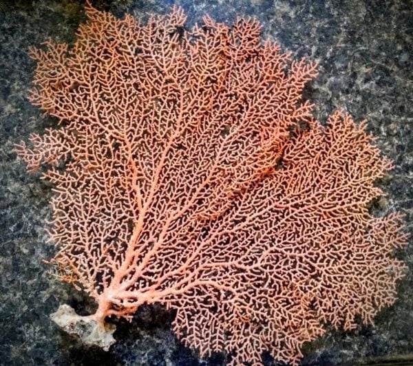 coral wedding decor