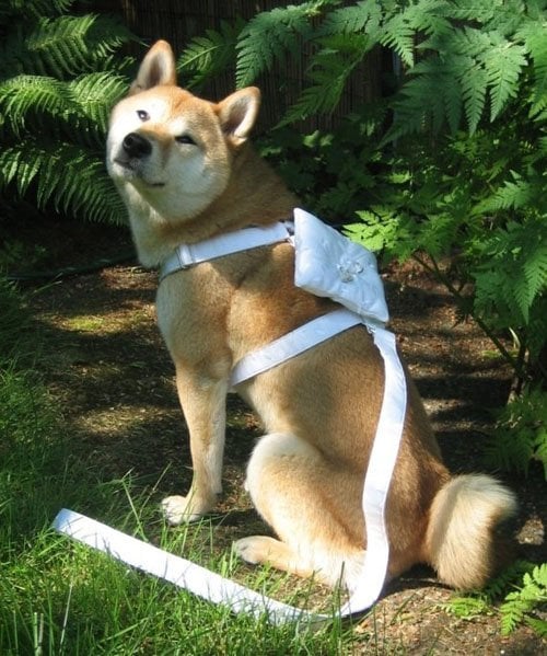 pets at weddings