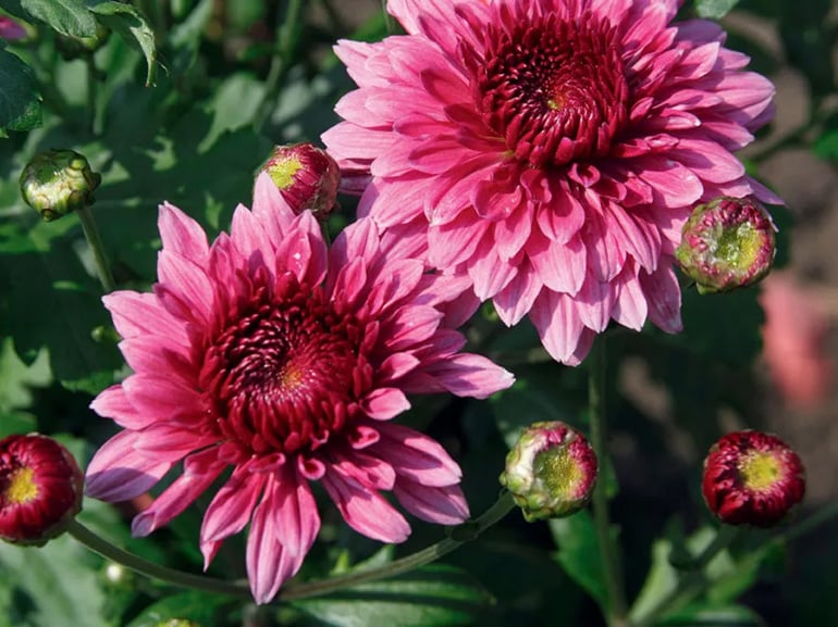 Fall Wedding Flowers Chrysanthemums