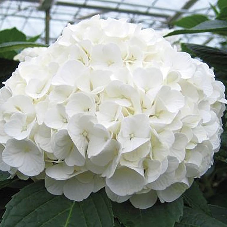 Fall Wedding Flowers Hydrangea