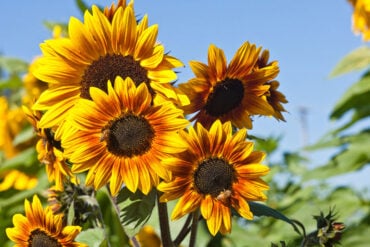 Fall Wedding Flowers Sunflower
