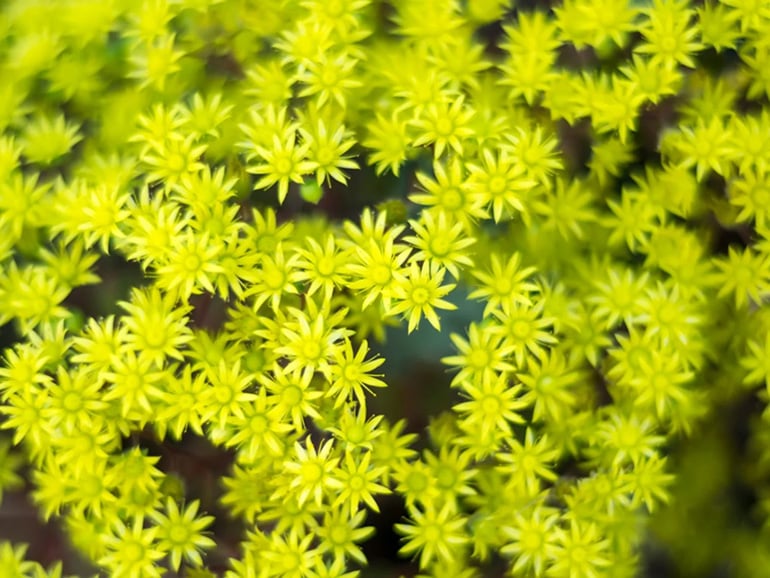 Fall Wedding Flowers Yellow Sedum