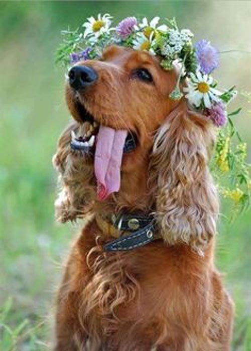 Garden Wedding