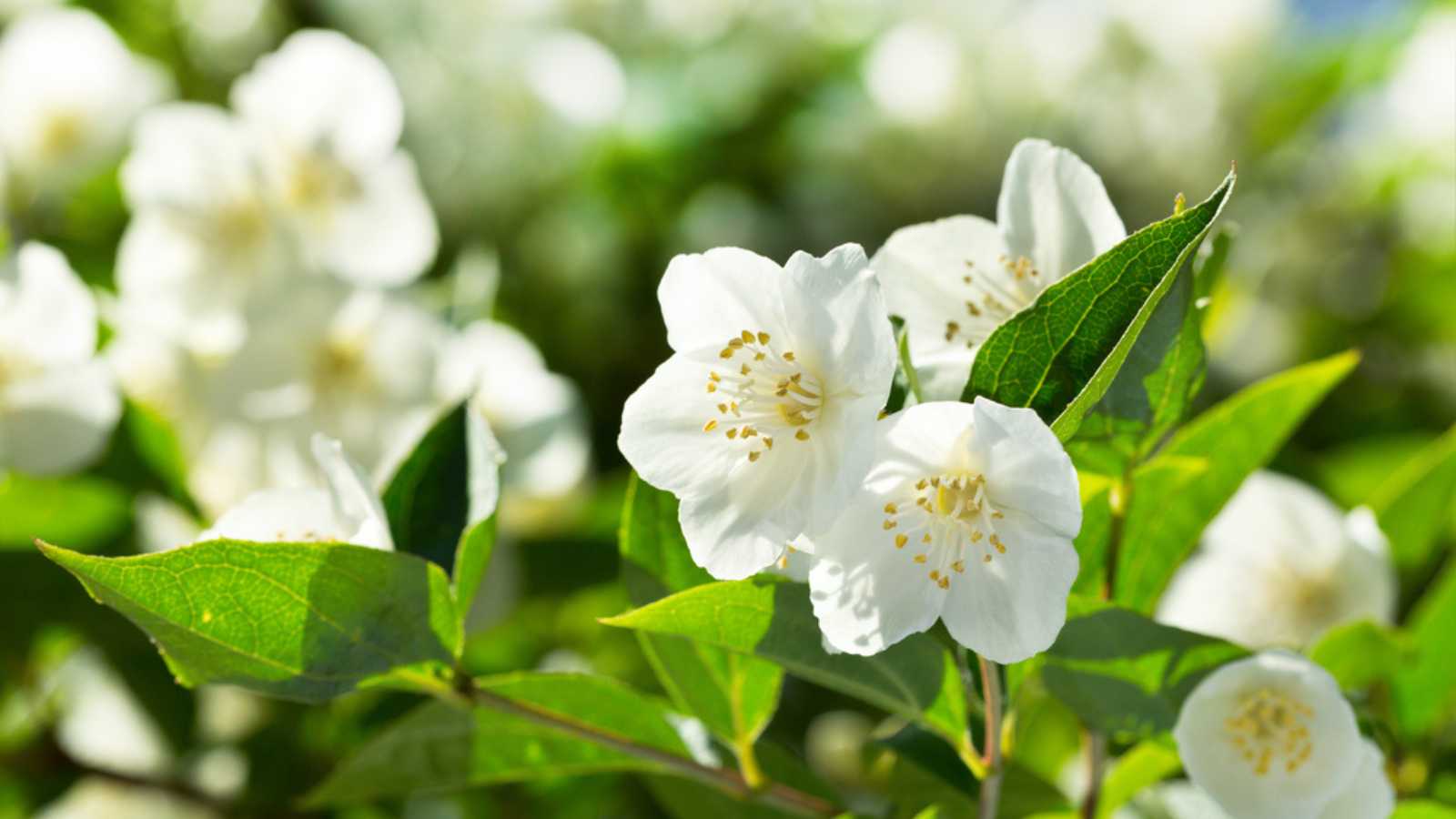 Jasmine