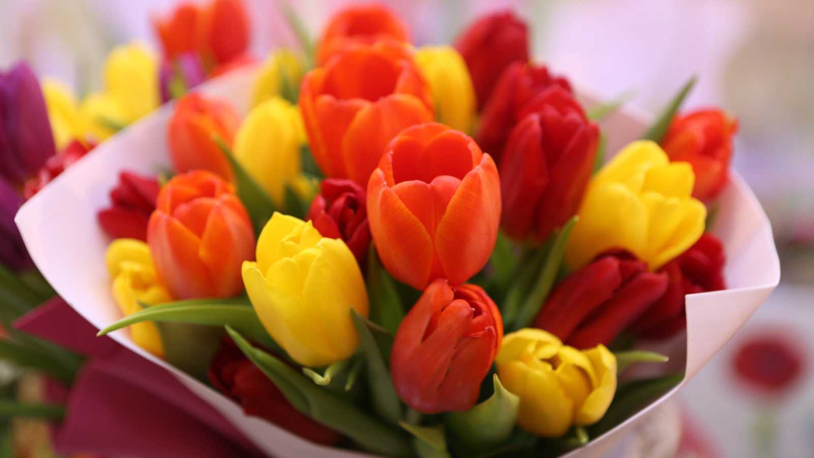 Tulips