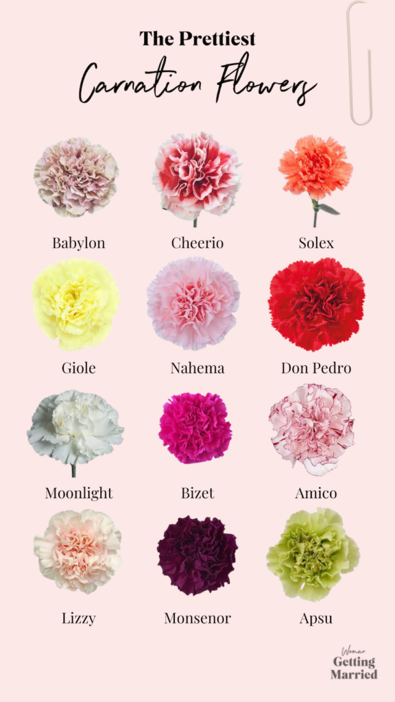 carnation flowers
